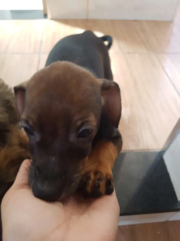 Cachorro ra a Srd idade 2 a 6 meses nome Romeu