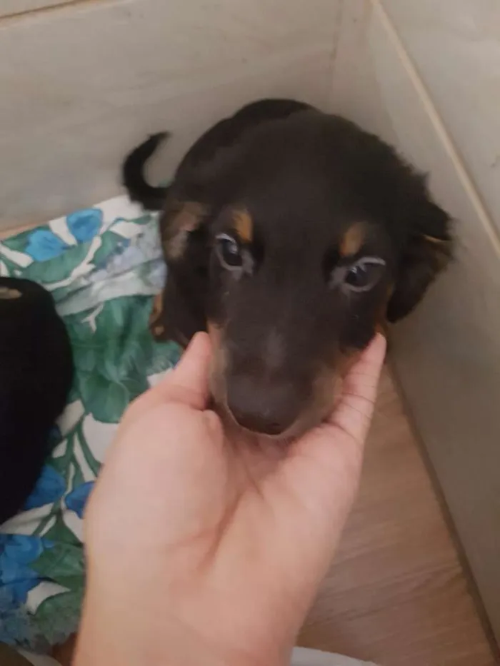 Cachorro raça Srd idade 2 a 6 meses nome Tiquinho