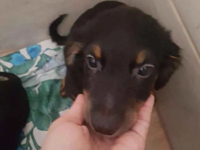 Cachorro raça Srd idade 2 a 6 meses nome Tiquinho