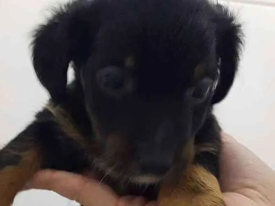 Cachorro raça Srd idade 2 a 6 meses nome Tiquinho