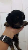 Floquinho