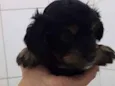 Floquinho