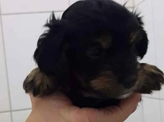 Cachorro ra a Srd idade 2 a 6 meses nome Floquinho