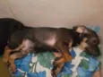 Bentinho