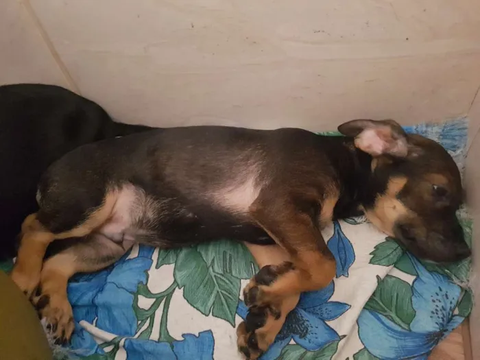 Cachorro ra a Srd idade 2 a 6 meses nome Bentinho