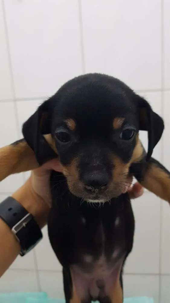 Cachorro ra a Srd idade 2 a 6 meses nome Toquinho