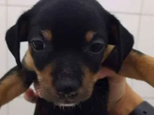 Cachorro raça Srd idade 2 a 6 meses nome Toquinho