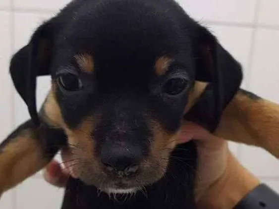 Cachorro ra a Srd idade 2 a 6 meses nome Toquinho