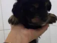 Floquinho