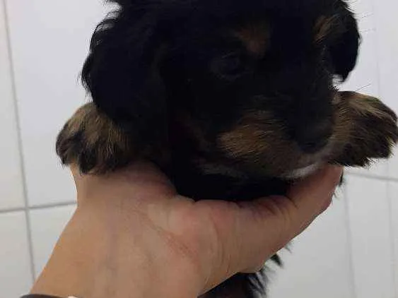 Cachorro ra a Srd idade 2 a 6 meses nome Floquinho