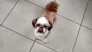 Cachorro raça Shitzu idade 7 a 11 meses nome livinho