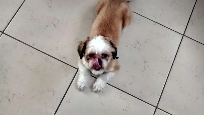 Cachorro ra a Shitzu idade 7 a 11 meses nome livinho
