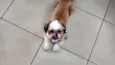 livinho