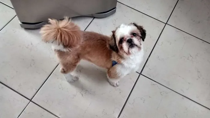 Cachorro ra a Shitzu idade 7 a 11 meses nome livinho