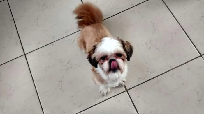 Cachorro ra a Shitzu idade 7 a 11 meses nome livinho