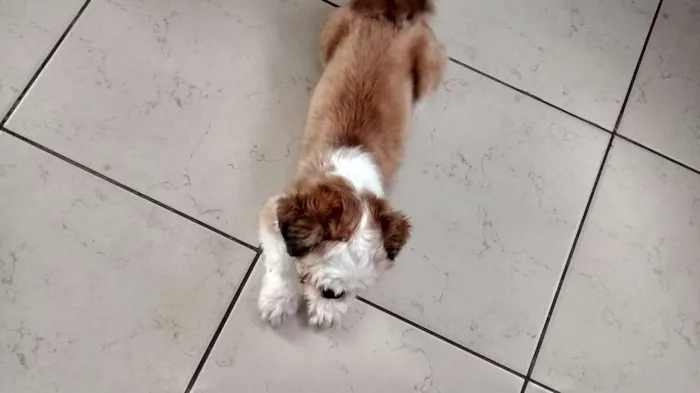 Cachorro ra a Shitzu idade 7 a 11 meses nome livinho