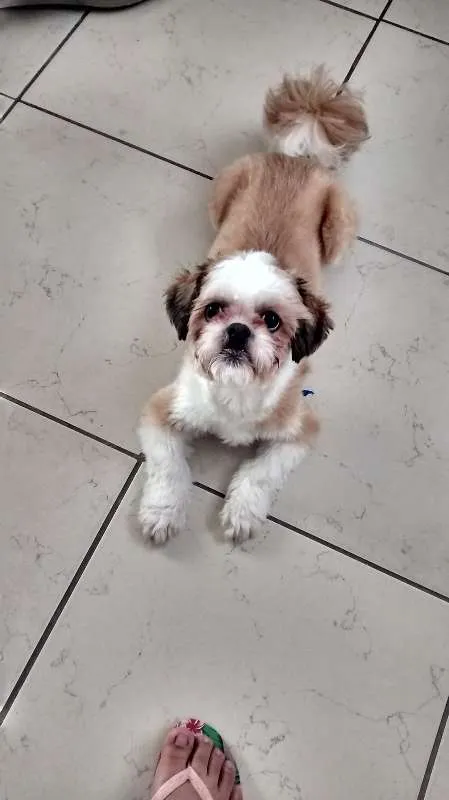 Cachorro ra a Shitzu idade 7 a 11 meses nome livinho