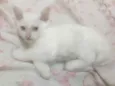 Bartolomeu 