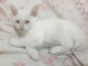 Gato raça Viralata  idade Abaixo de 2 meses nome Bartolomeu 