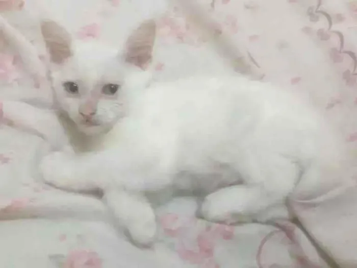 Gato ra a Viralata  idade Abaixo de 2 meses nome Bartolomeu 