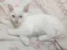 Gato raça Viralata  idade Abaixo de 2 meses nome Bartolomeu 