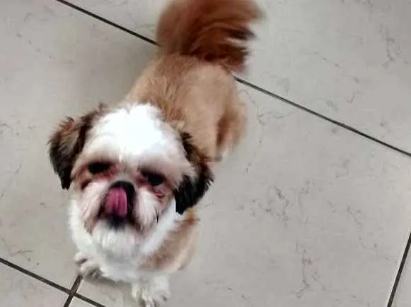 Cachorro ra a Shitzu idade 7 a 11 meses nome livinho