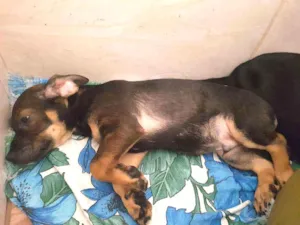 Cachorro raça Srd idade 2 a 6 meses nome Bentinho