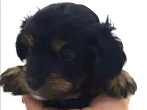 Cachorro raça Srd idade 2 a 6 meses nome Floquinho