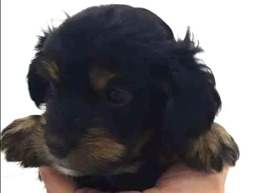 Cachorro ra a Srd idade 2 a 6 meses nome Floquinho