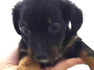 Cachorro raça Srd idade 2 a 6 meses nome Tiquinho