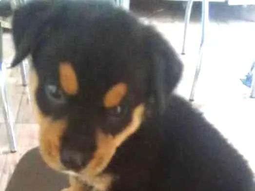 Cachorro ra a  idade 2 a 6 meses nome sem nome