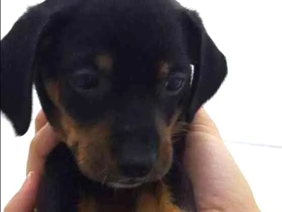 Cachorro ra a Srd idade 2 a 6 meses nome Julieta