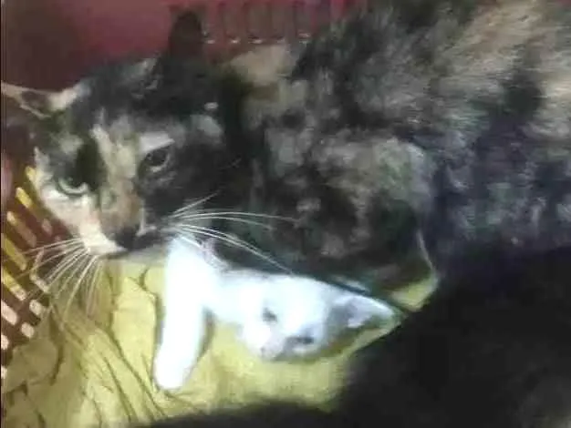 Gato ra a Viralata idade 4 anos nome Dafne