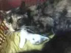 Gato raça Viralata idade 4 anos nome Dafne