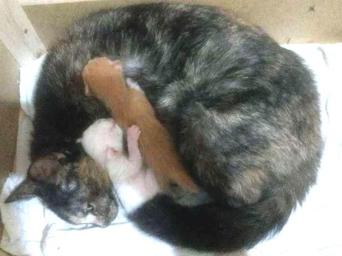 Gato ra a Viralata idade 3 anos nome Mayellen 