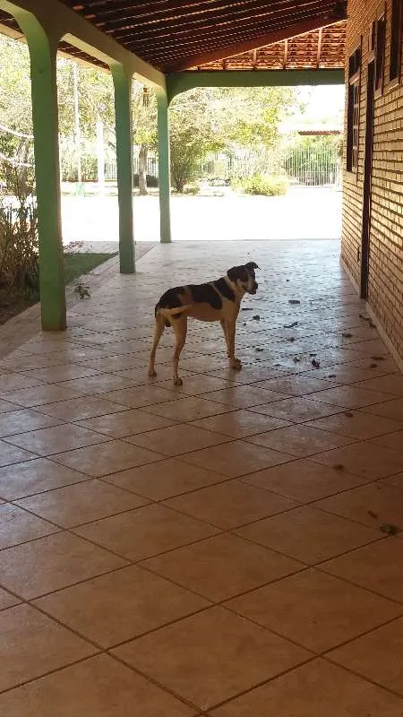 Cachorro raça SDR idade 1 ano nome Gigante