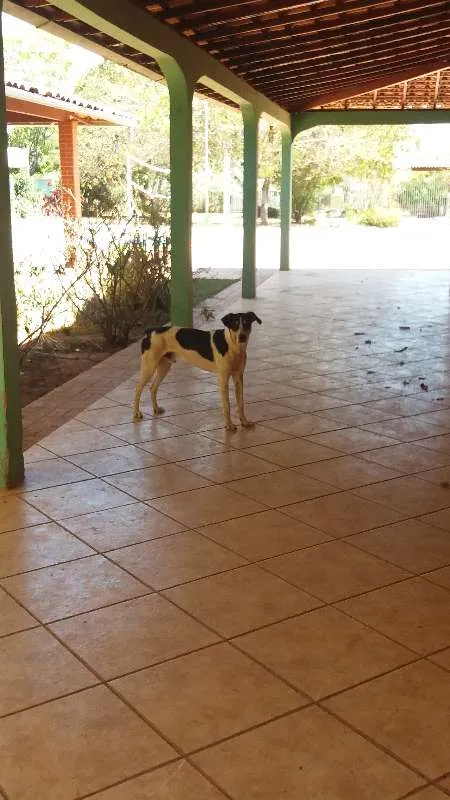 Cachorro raça SDR idade 1 ano nome Gigante