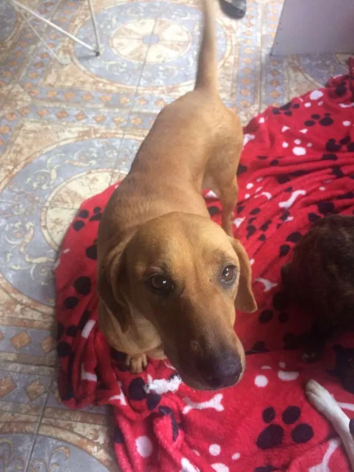 Cachorro ra a Srd idade 1 ano nome Morena