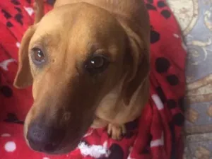 Cachorro raça Srd idade 1 ano nome Morena