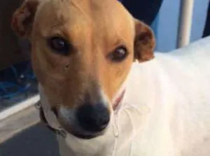 Cachorro raça Srd idade 2 anos nome Flor
