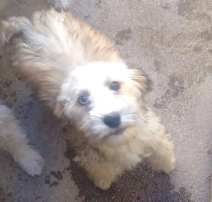 Cachorro ra a Maltês com vira-lata idade 2 a 6 meses nome Bolota
