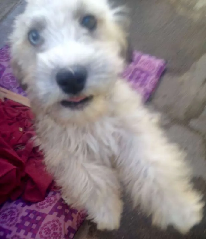 Cachorro ra a Maltês com vira-lata idade 2 a 6 meses nome Bolota