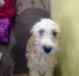 Bolota