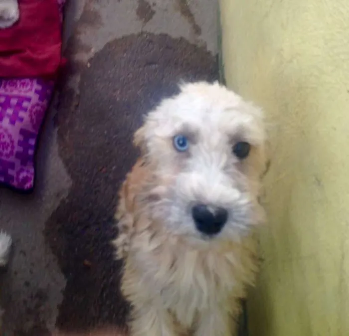Cachorro ra a Maltês com vira-lata idade 2 a 6 meses nome Bolota