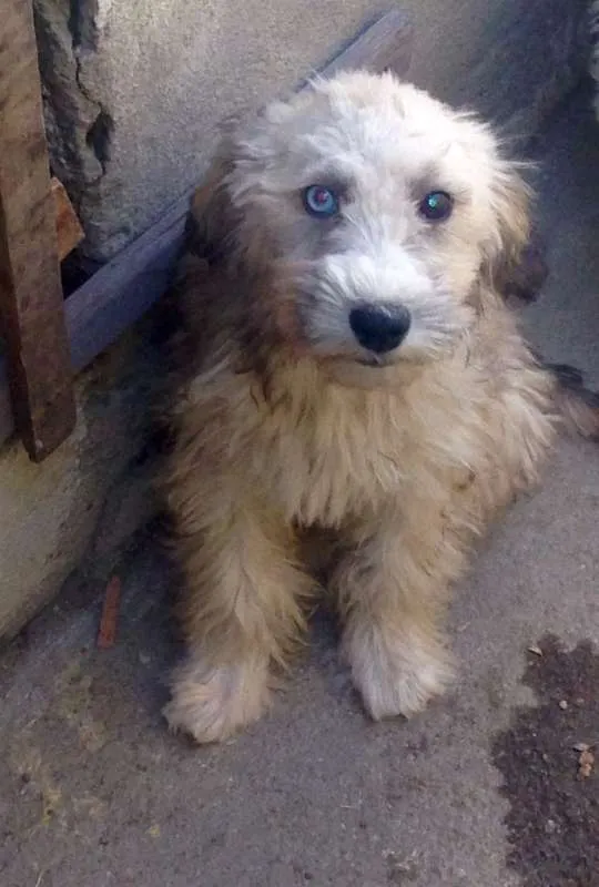 Cachorro ra a Maltês com vira-lata idade 2 a 6 meses nome Bolota