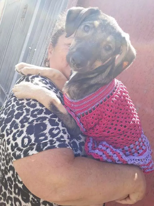Cachorro ra a srd idade 2 a 6 meses nome safira