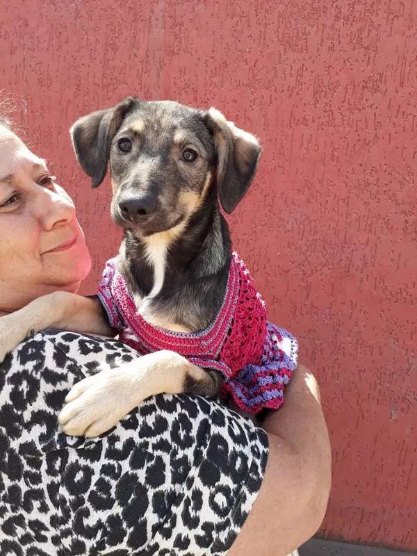 Cachorro ra a srd idade 2 a 6 meses nome safira