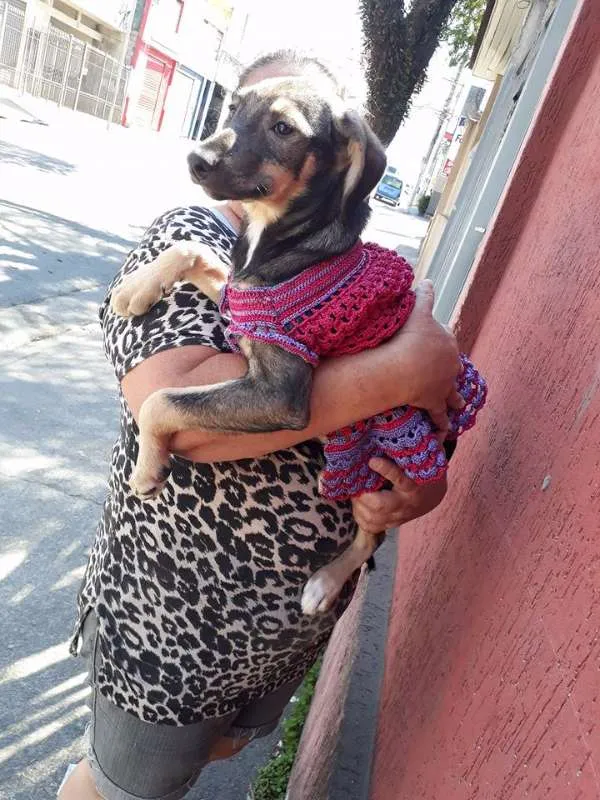Cachorro ra a srd idade 2 a 6 meses nome safira