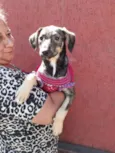 safira
