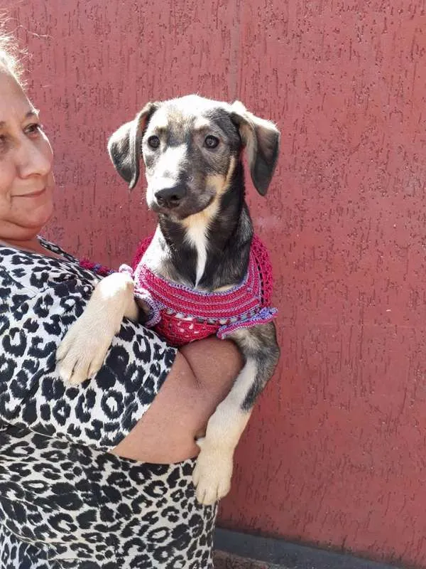 Cachorro ra a srd idade 2 a 6 meses nome safira